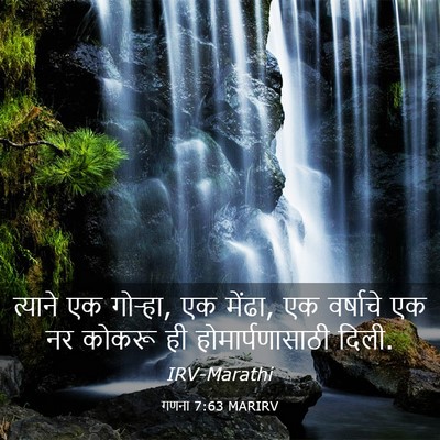 Picture 03 - गणना 7:63 MARIRV - त्याने एक गोऱ्हा, - Bible Verse Picture