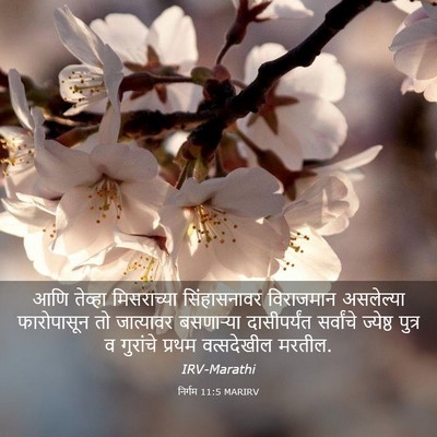 Picture 03 - निर्गम 11:5 MARIRV - आणि तेव्हा - Bible Verse Picture