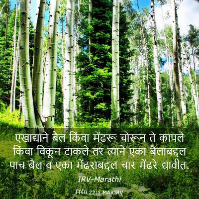 Picture 03 - निर्गम 22:1 MARIRV - एखाद्याने बैल - Bible Verse Picture