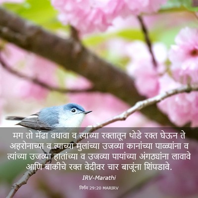 Picture 03 - निर्गम 29:20 MARIRV - मग तो मेंढा वधावा व - Bible Verse Picture
