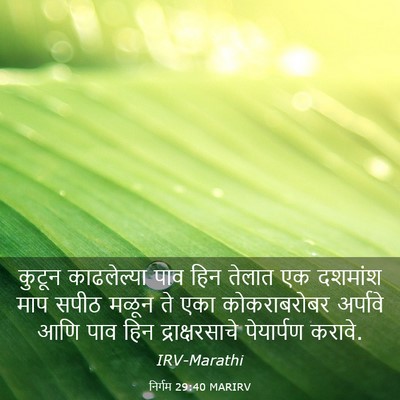 Picture 03 - निर्गम 29:40 MARIRV - कुटून काढलेल्या - Bible Verse Picture