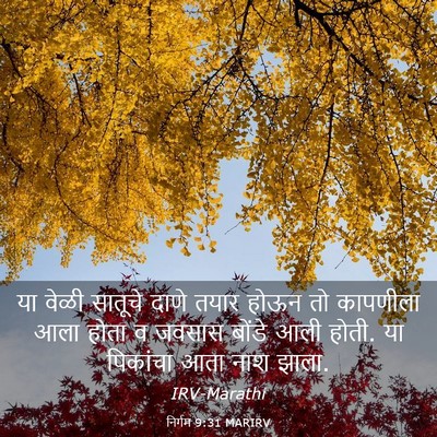 Picture 03 - निर्गम 9:31 MARIRV - या वेळी सातूचे - Bible Verse Picture