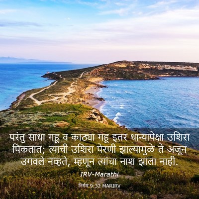 Picture 03 - निर्गम 9:32 MARIRV - परंतु साधा गहू व - Bible Verse Picture
