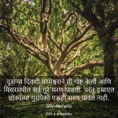 Picture 03 - निर्गम 9:6 MARIRV - दुसऱ्या दिवशी - Bible Verse Picture