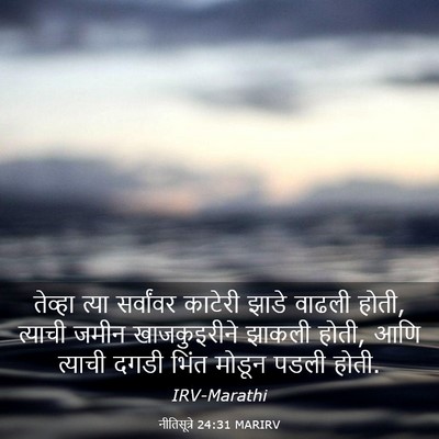 Picture 03 - नीतिसूत्रे 24:31 MARIRV - तेव्हा त्या - Bible Verse Picture
