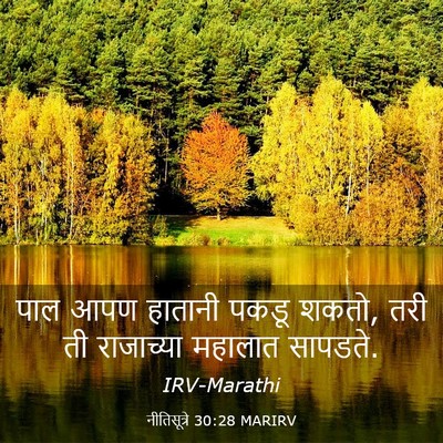 Picture 03 - नीतिसूत्रे 30:28 MARIRV - पाल आपण हातानी - Bible Verse Picture
