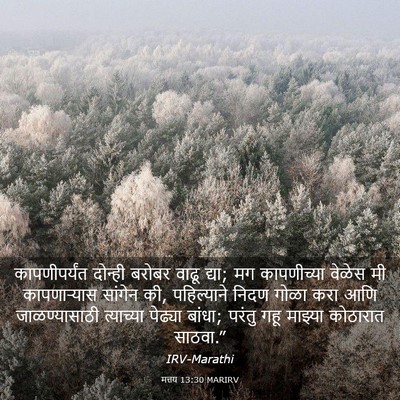 Picture 03 - मत्तय 13:30 MARIRV - कापणीपर्यंत - Bible Verse Picture