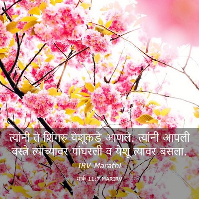 Picture 03 - मार्क 11:7 MARIRV - त्यांनी ते शिंगरु - Bible Verse Picture