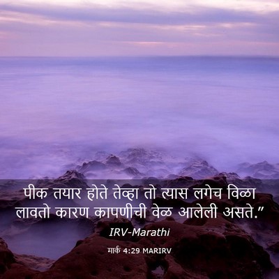 Picture 03 - मार्क 4:29 MARIRV - पीक तयार होते - Bible Verse Picture