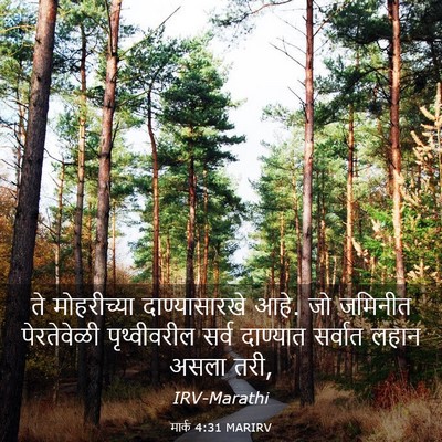 Picture 03 - मार्क 4:31 MARIRV - ते मोहरीच्या - Bible Verse Picture