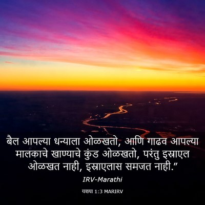 Picture 03 - यशया 1:3 MARIRV - बैल आपल्या - Bible Verse Picture