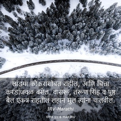 Picture 03 - यशया 11:6 MARIRV - लांडगा कोकरासोबत - Bible Verse Picture