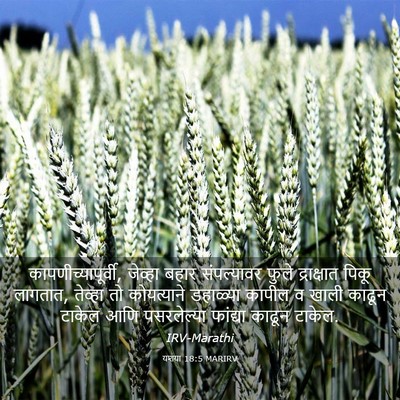 Picture 03 - यशया 18:5 MARIRV - कापणीच्यापूर्वी, - Bible Verse Picture