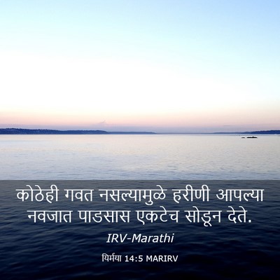 Picture 03 - यिर्मया 14:5 MARIRV - कोठेही गवत - Bible Verse Picture