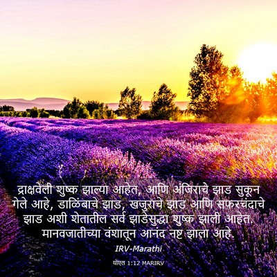 Picture 03 - योएल 1:12 MARIRV - द्राक्षवेली शुष्क - Bible Verse Picture