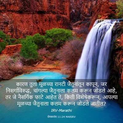 Picture 03 - रोमकरांस 11:24 MARIRV - कारण तुला मूळच्या - Bible Verse Picture