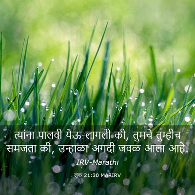 Picture 03 - लूक 21:30 MARIRV - त्यांना पालवी येऊ - Bible Verse Picture