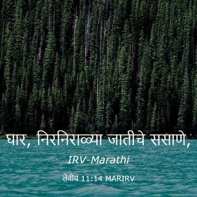 Picture 03 - लेवीय 11:14 MARIRV - घार, निरनिराळ्या - Bible Verse Picture
