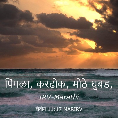 Picture 03 - लेवीय 11:17 MARIRV - पिंगळा, करढोक, मोठे - Bible Verse Picture