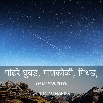 Picture 03 - लेवीय 11:18 MARIRV - पांढरे घुबड, - Bible Verse Picture