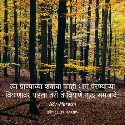 Picture 03 - लेवीय 11:37 MARIRV - त्या प्राण्याच्या - Bible Verse Picture
