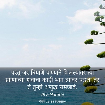 Picture 03 - लेवीय 11:38 MARIRV - परंतु जर बियाणे - Bible Verse Picture