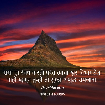 Picture 03 - लेवीय 11:6 MARIRV - ससा हा रंवथ करतो - Bible Verse Picture