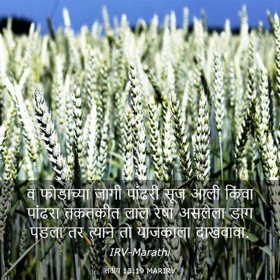 Picture 03 - लेवीय 13:19 MARIRV - व फोडाच्या जागी - Bible Verse Picture