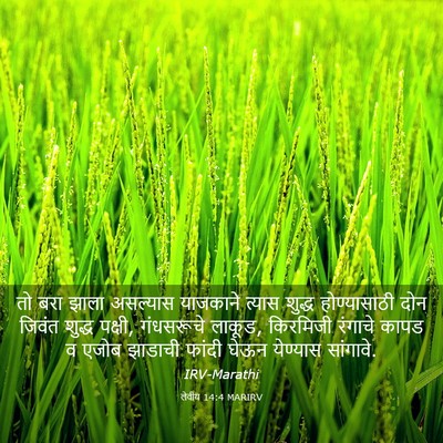 Picture 03 - लेवीय 14:4 MARIRV - तो बरा झाला - Bible Verse Picture