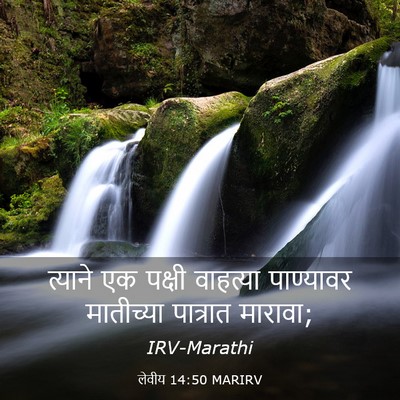 Picture 03 - लेवीय 14:50 MARIRV - त्याने एक पक्षी - Bible Verse Picture