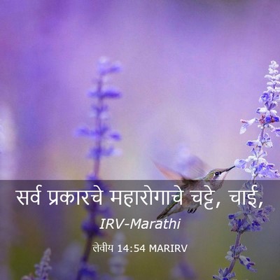 Picture 03 - लेवीय 14:54 MARIRV - सर्व प्रकारचे - Bible Verse Picture
