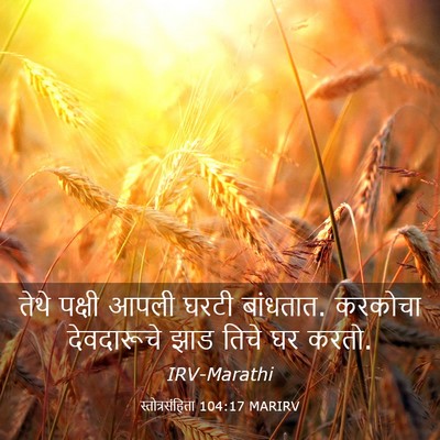 Picture 03 - स्तोत्रसंहिता 104:17 MARIRV - तेथे पक्षी आपली - Bible Verse Picture