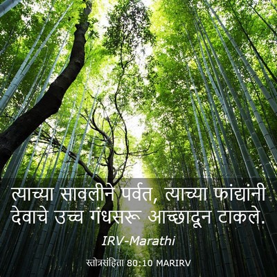 Picture 03 - स्तोत्रसंहिता 80:10 MARIRV - त्याच्या सावलीने - Bible Verse Picture
