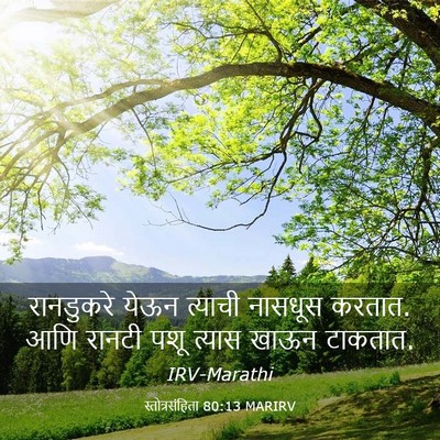 Picture 03 - स्तोत्रसंहिता 80:13 MARIRV - रानडुकरे येऊन - Bible Verse Picture