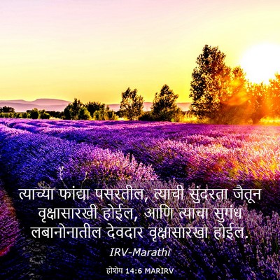 Picture 03 - होशेय 14:6 MARIRV - त्याच्या फांद्या - Bible Verse Picture