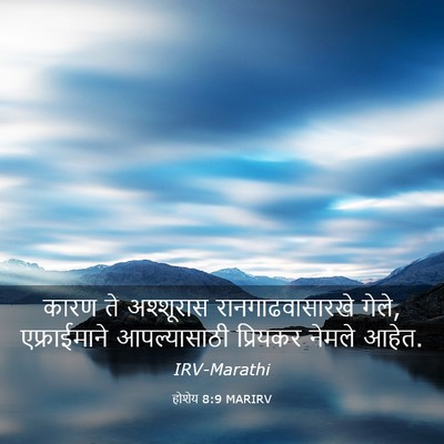Picture 03 - होशेय 8:9 MARIRV - कारण ते अश्शूरास - Bible Verse Picture