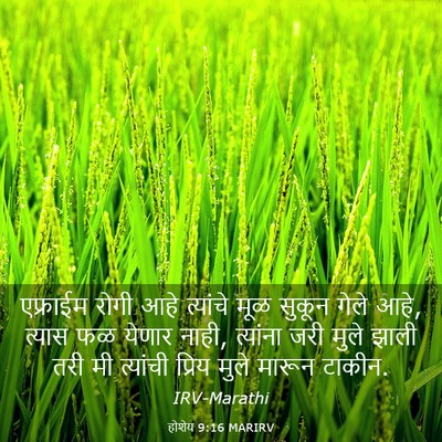Picture 03 - होशेय 9:16 MARIRV - एफ्राईम रोगी आहे - Bible Verse Picture