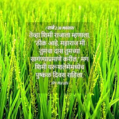 Picture 04 - 1 राजे 2:38 MARIRV - तेव्हा शिमी - Bible Verse Picture