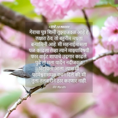 Picture 04 - 1 राजे 2:8 MARIRV - गेराचा पुत्र शिमी - Bible Verse Picture