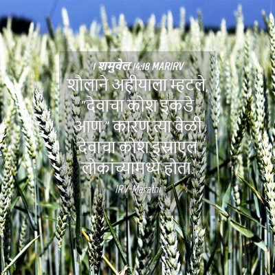 Picture 04 - 1 शमुवेल 14:18 MARIRV - शौलाने अहीयाला - Bible Verse Picture