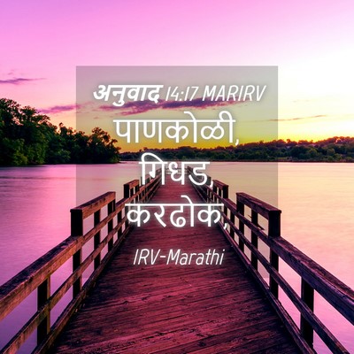 Picture 04 - अनुवाद 14:17 MARIRV - पाणकोळी, गिधड, - Bible Verse Picture