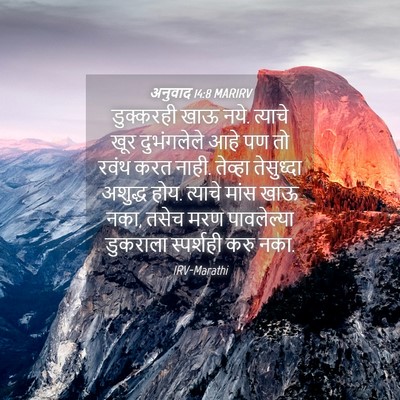Picture 04 - अनुवाद 14:8 MARIRV - डुक्करही खाऊ नये. - Bible Verse Picture