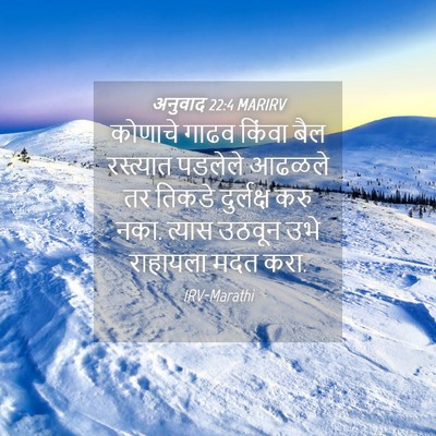 Picture 04 - अनुवाद 22:4 MARIRV - कोणाचे गाढव किंवा - Bible Verse Picture