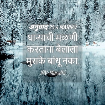 Picture 04 - अनुवाद 25:4 MARIRV - धान्याची मळणी - Bible Verse Picture