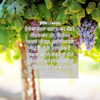 Picture 04 - ईयोब 1:3 MARIRV - ईयोबाजवळ सात हजार - Bible Verse Picture