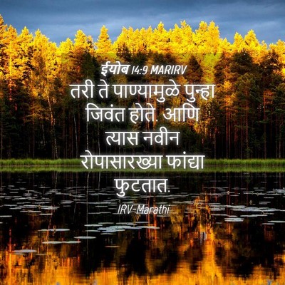 Picture 04 - ईयोब 14:9 MARIRV - तरी ते पाण्यामुळे - Bible Verse Picture