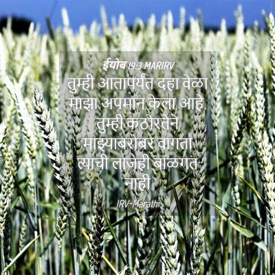 Picture 04 - ईयोब 19:3 MARIRV - तुम्ही आतापर्यंत - Bible Verse Picture