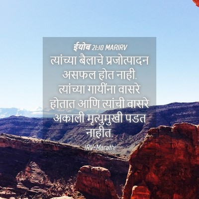 Picture 04 - ईयोब 21:10 MARIRV - त्यांच्या बैलाचे - Bible Verse Picture