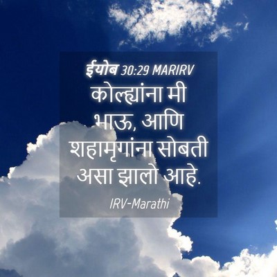 Picture 04 - ईयोब 30:29 MARIRV - कोल्ह्यांना मी - Bible Verse Picture