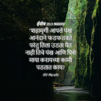 Picture 04 - ईयोब 39:13 MARIRV - “शहामृगी आपले पंख - Bible Verse Picture